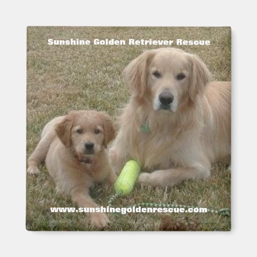 Bayou Magnet - Sunshine Golden Retriever Rescue... Magneet (Voorkant)