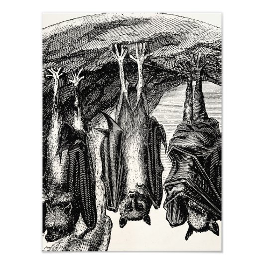 BBT 1800 vliegende biet Foto Afdruk (Voorkant)