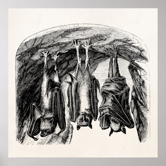 BBT 1800 vliegende biet Poster (Voorkant)