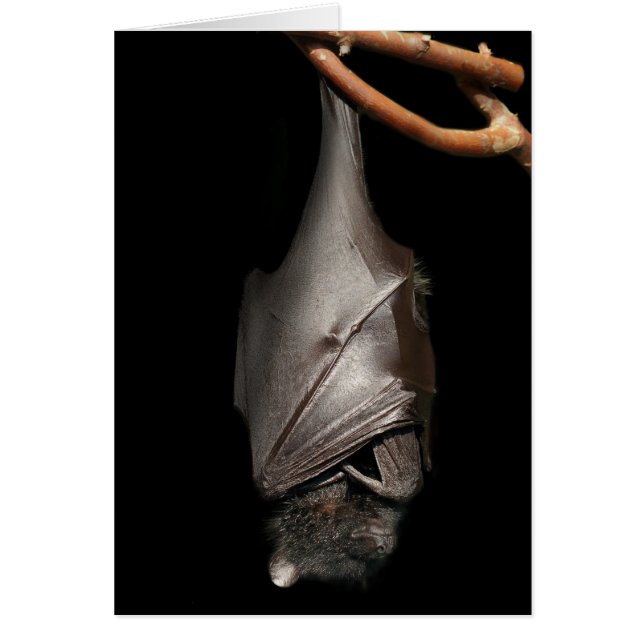 BBT op zwart (Voorkant)