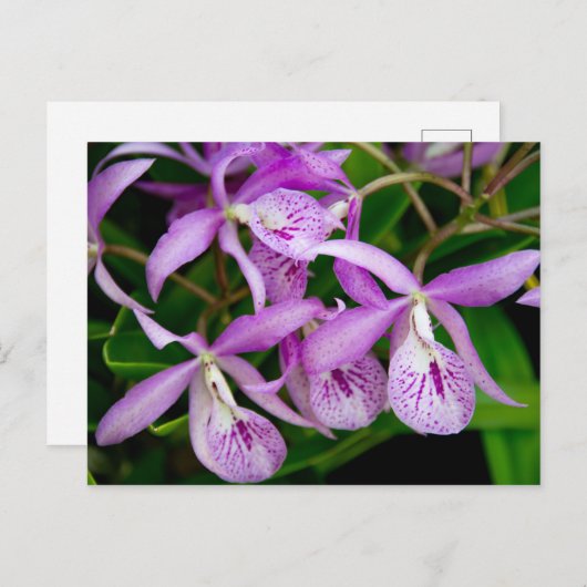 BC Maikai "Louise" Orchids Uitnodiging Briefkaart (Voorkant / Achterkant)