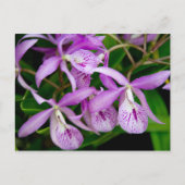 BC Maikai "Louise" Orchids Uitnodiging Briefkaart (Voorkant)