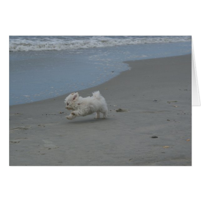 Beach Baby (Devant Horizontal)