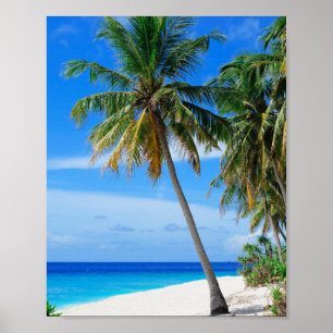 Beach Coconut Tree Poster