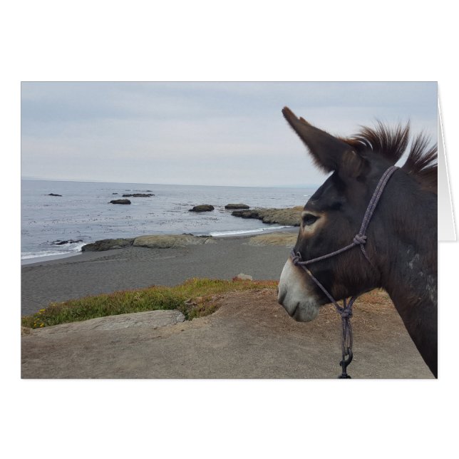 Beach Donkey Contemplates Pacific Ocean (Voorkant Horizontaal)