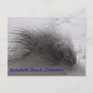 Beach Grass Rehoboth Briefkaart