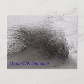 Beach Grasss Ocean City Briefkaart