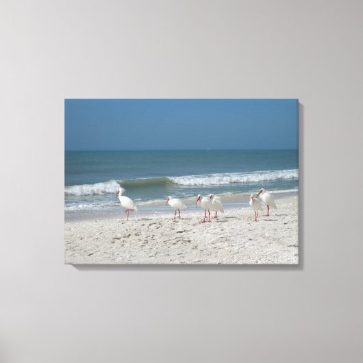 Beach Ibis Canvas Afdruk (Voorkant)
