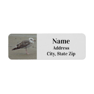 Beach Lone Seagull Photo Ocean Bird Etiket
