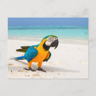 Beach Parrot Briefkaart
