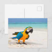 Beach Parrot Briefkaart (Voorkant / Achterkant)
