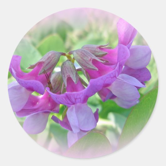 Beach Pea - Lathyrus japonicus - Wilde bloem Ronde Sticker (Voorkant)