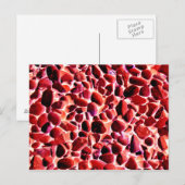 BEACH PEBBLES BRIEFKAART (Voorkant / Achterkant)