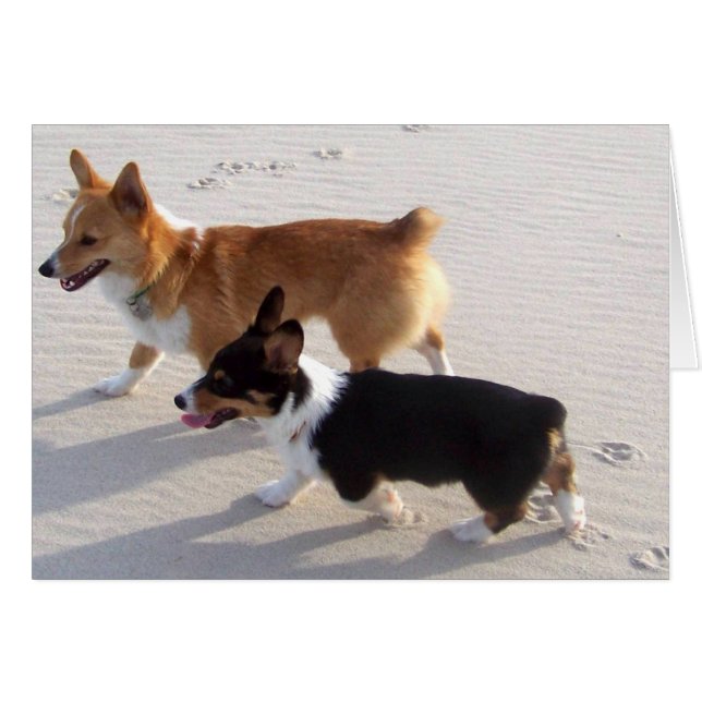 Beach Puppies (Voorkant Horizontaal)