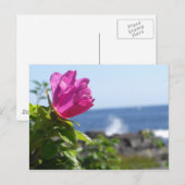 Beach Roos Briefkaart (Voorkant / Achterkant)