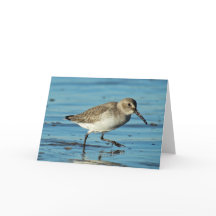Beach Scene - Dunlin