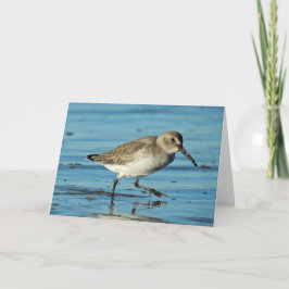 Beach Scene - Dunlin Bedankkaart