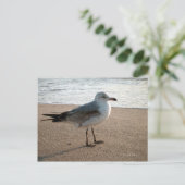Beach Seagull Briefkaart (Staand voorkant)
