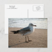 Beach Seagull Briefkaart (Voorkant / Achterkant)