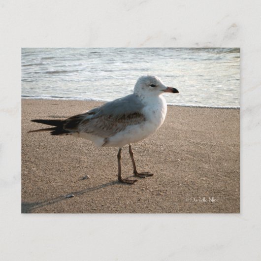 Beach Seagull Briefkaart (Voorkant)
