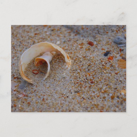 Beach Shell Briefkaart (Voorkant)