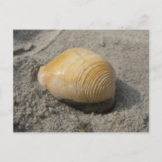Beach Shell Up Close Briefkaart