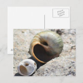 Beach Shells Briefkaart (Voorkant / Achterkant)