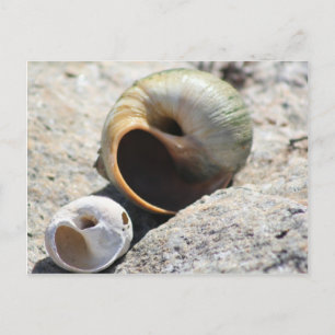 Beach Shells Briefkaart