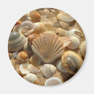 Beach Shells Magnet Magneet