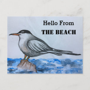 Beach Tern Seagull Hallo Briefkaart