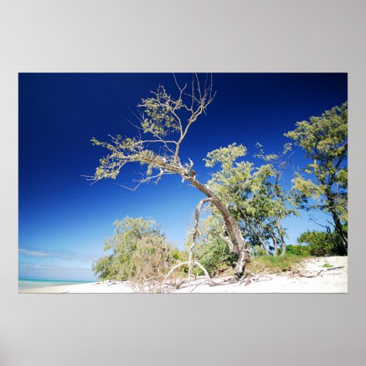 Beach Tree Poster (Voorkant)