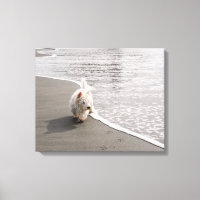 Beachcombing Westie Photo Canvas Afdrukken