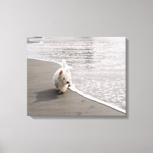 Beachcombing Westie Photo Canvas Afdrukken