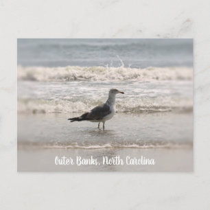 Beachingend Zee "Gull OBX Briefkaart" Briefkaart