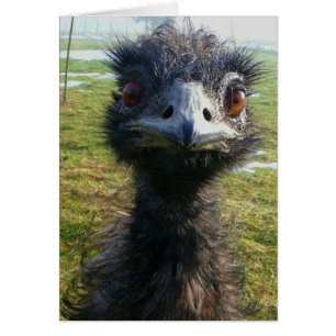 Beady Eyes EMU