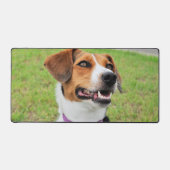 Beagle (Recto)