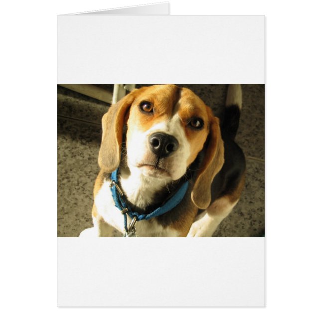 Beagle (Devant)