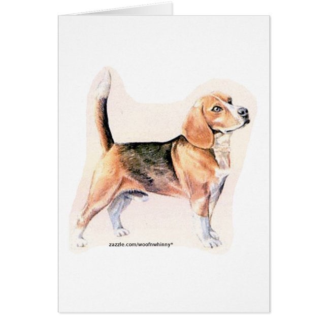 Beagle (Voorkant)