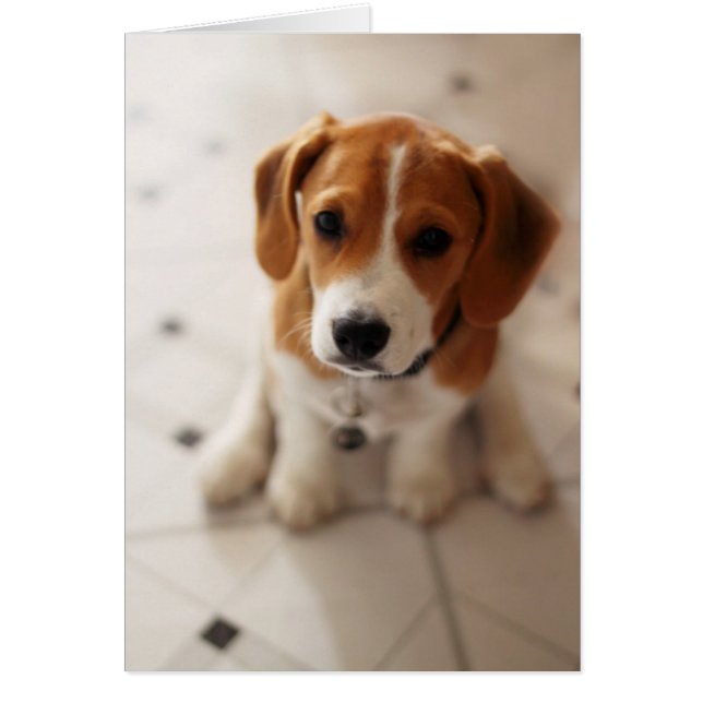 Beagle (Devant)