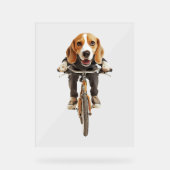 Beagle (Recto)