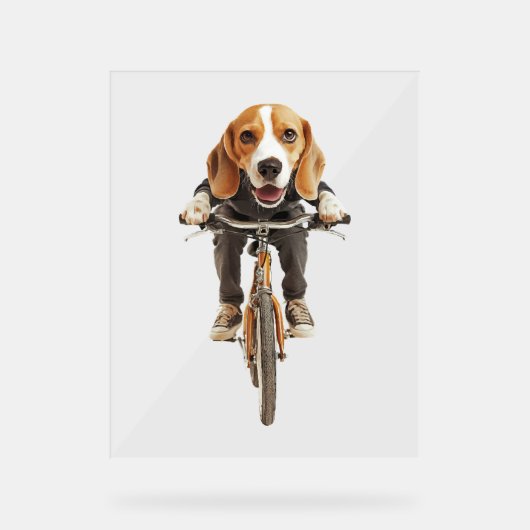 Beagle   (Recto)