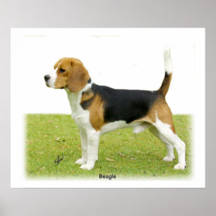 Beagle 9J27D-02 Poster