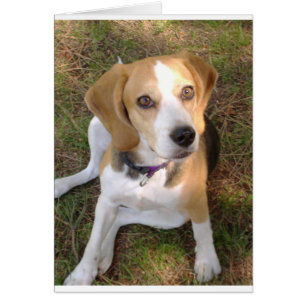 Beagle assis à 2,50 kg