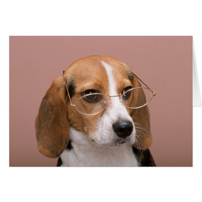 Beagle avec lunettes (Devant horizontal)