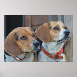 Beagle Best Friends Poster