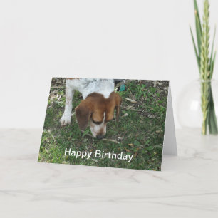 Beagle Birthday Card Kaart
