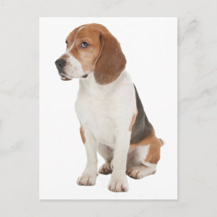 Beagle Briefkaart