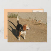Beagle Briefkaart (Voorkant / Achterkant)