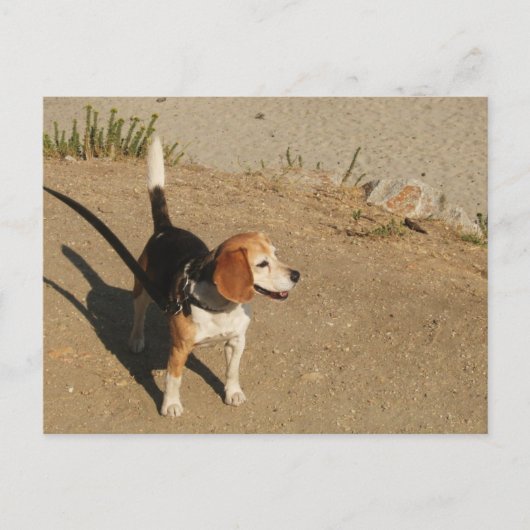 Beagle Briefkaart (Voorkant)