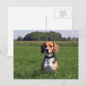 beagle briefkaart (Voorkant / Achterkant)